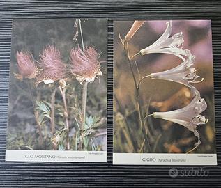 5 CARTOLINE FIORI VINTAGE DA FOTO DI R. ZARDINI