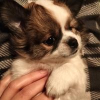 Alta genealogia chihuahua femmina