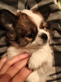 Alta genealogia chihuahua femmina