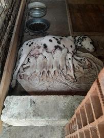 ciccioli dalmata