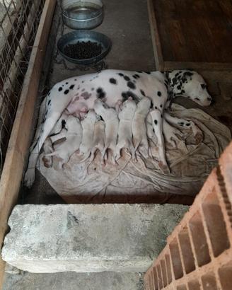 ciccioli dalmata