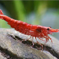 Caridine gamberetti acquario tropicale
