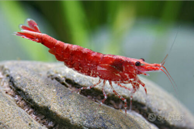 Caridine gamberetti acquario tropicale