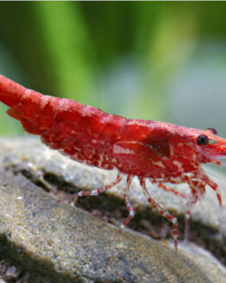 Caridine gamberetti acquario tropicale