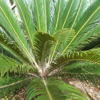 Appartamento con giardino al mare