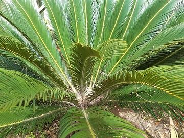 Appartamento con giardino al mare