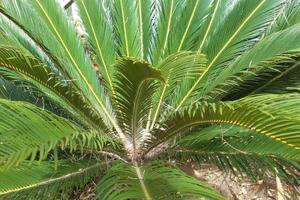 Appartamento con giardino al mare