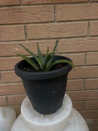 Cactusssssww