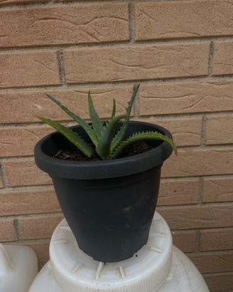 Cactusssssww