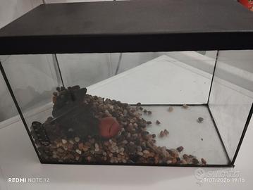 acquario