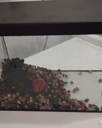 acquario