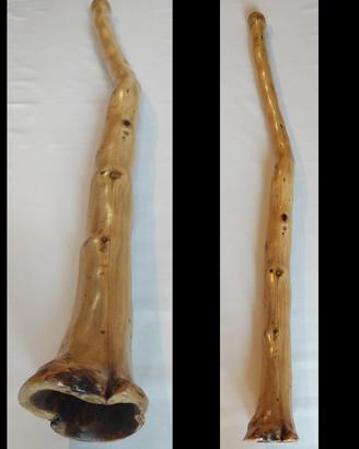 Didgeridoo in Giuggiolo 