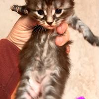 Cuccioli di maine coon