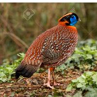 Coppia tragopan temmink