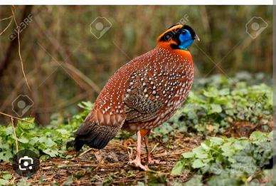 Coppia tragopan temmink
