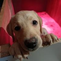 Labrador retriever cucciola