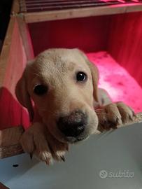 Labrador retriever cucciola