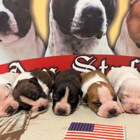 Amstaff