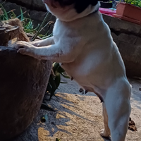 Bouldogue. Francese x monta