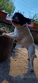 Bouldogue. Francese x monta