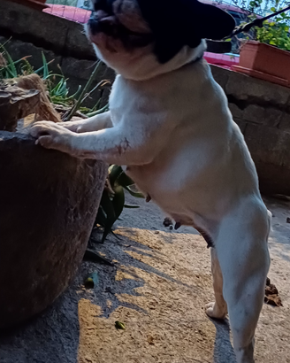 Bouldogue. Francese x monta