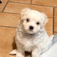 Cucciolo di Maltese