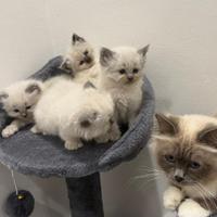 Cuccioli Sacro di Birmania