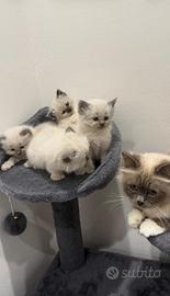 Cuccioli Sacro di Birmania