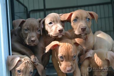 Cuccioli di pitbull