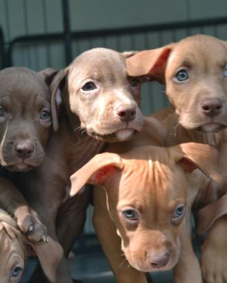 Cuccioli di pitbull
