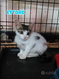 Ettore gattino di 3 mesi