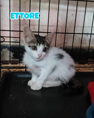 Ettore gattino di 3 mesi