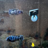 Malawi Demasoni