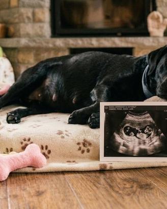 Cuccioli Labrador Pedygree