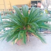Pianta cycas
