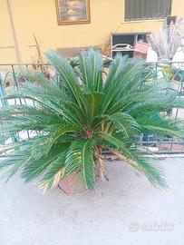 Pianta cycas
