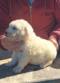 pastore abruzzese maremmano