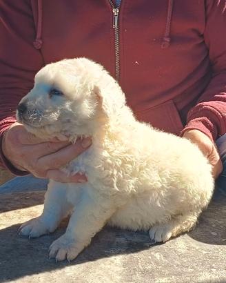 pastore abruzzese maremmano