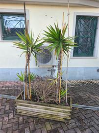 VASI IN LEGNO COMPLETI DI PIANTE