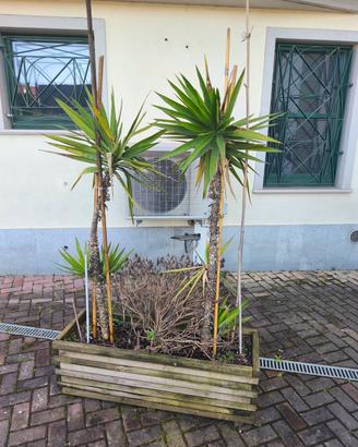 VASI IN LEGNO COMPLETI DI PIANTE