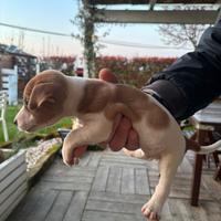 Jack Russell femmina 2 mesi