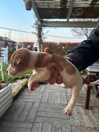 Jack Russell femmina 2 mesi