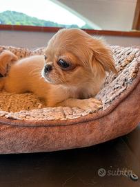 Chihuhua