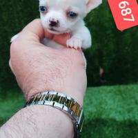 CHIHUAHUA stupenda cucciolina