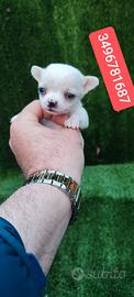 CHIHUAHUA stupenda cucciolina
