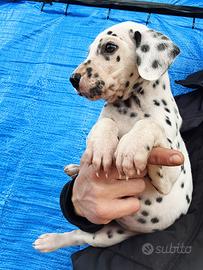 Cucciolo Dalmata con Pedigree Enci
