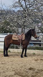 Cavallo