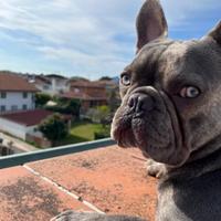 Animale , cane bulldog francese da monta