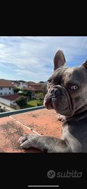 Animale , cane bulldog francese da monta