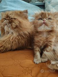 Persiana Red Tabby